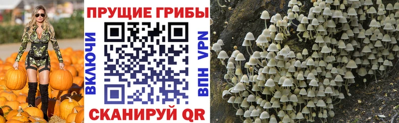 закладки  Болотное  Галлюциногенные грибы Cubensis 